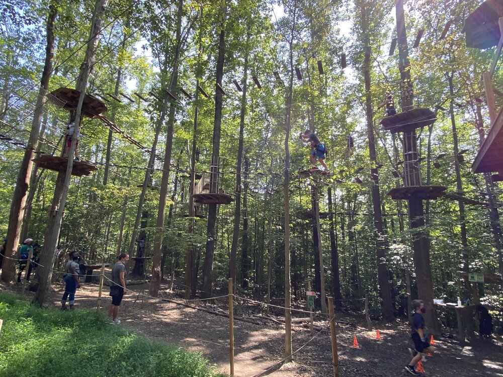 Climbers high in the trees