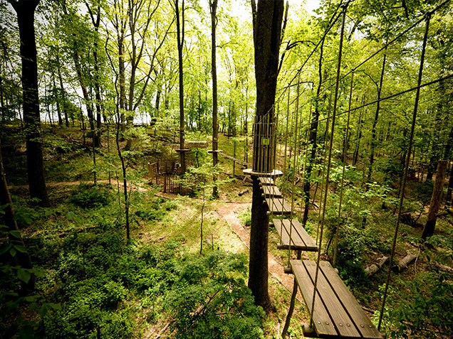 Landscape of park from the treetops