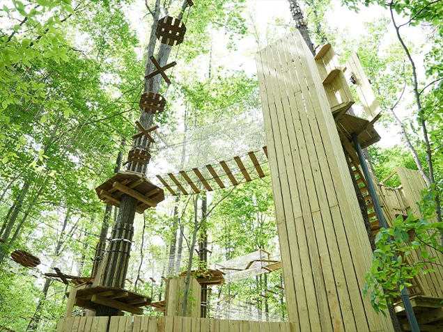 Looking up at treetop obstacles