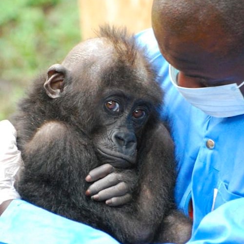 Man holds baby gorilla crossing its arms over its chest and looking at the camera