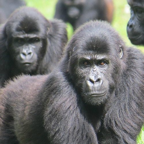 Adult gorillas walk on all fours and gaze at the camera curiously