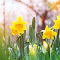 Sun shining on bright yellow flowers in full bloom