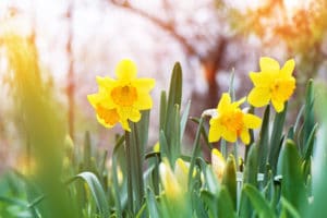 Don’t Let Spring Sprung Without Actually Springing and Sprunging