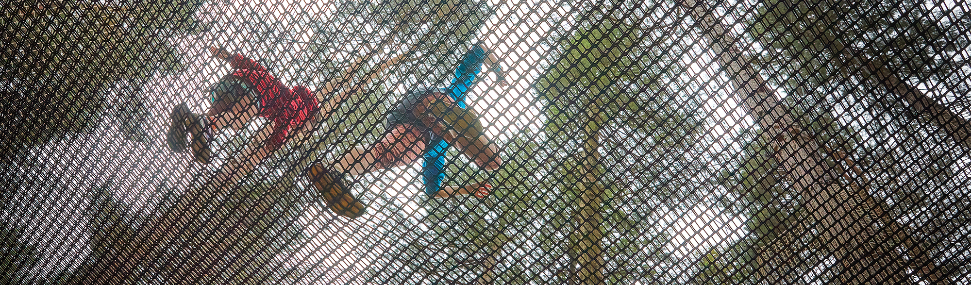 treetop nets from below