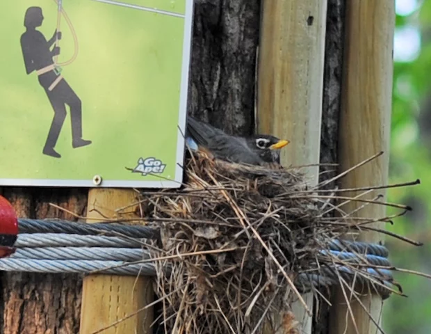 bird on the course