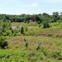 Two zipliners fly over the forest at Go Ape Zipline & Adventure Park