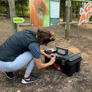 Young woman tries to open a puzzle box at an outdoor escape room at Go Ape outdoor adventure park Bear