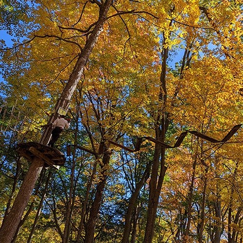 Daytime Family-Friendly Fall Activities At Go Ape Zipline & Adventure Park