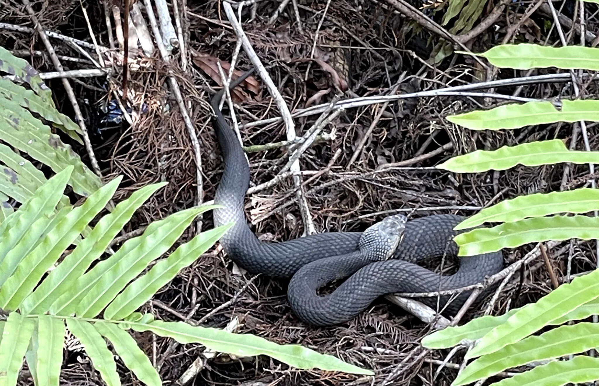 GOES Health Blog: Scale Up Your Snake Safety