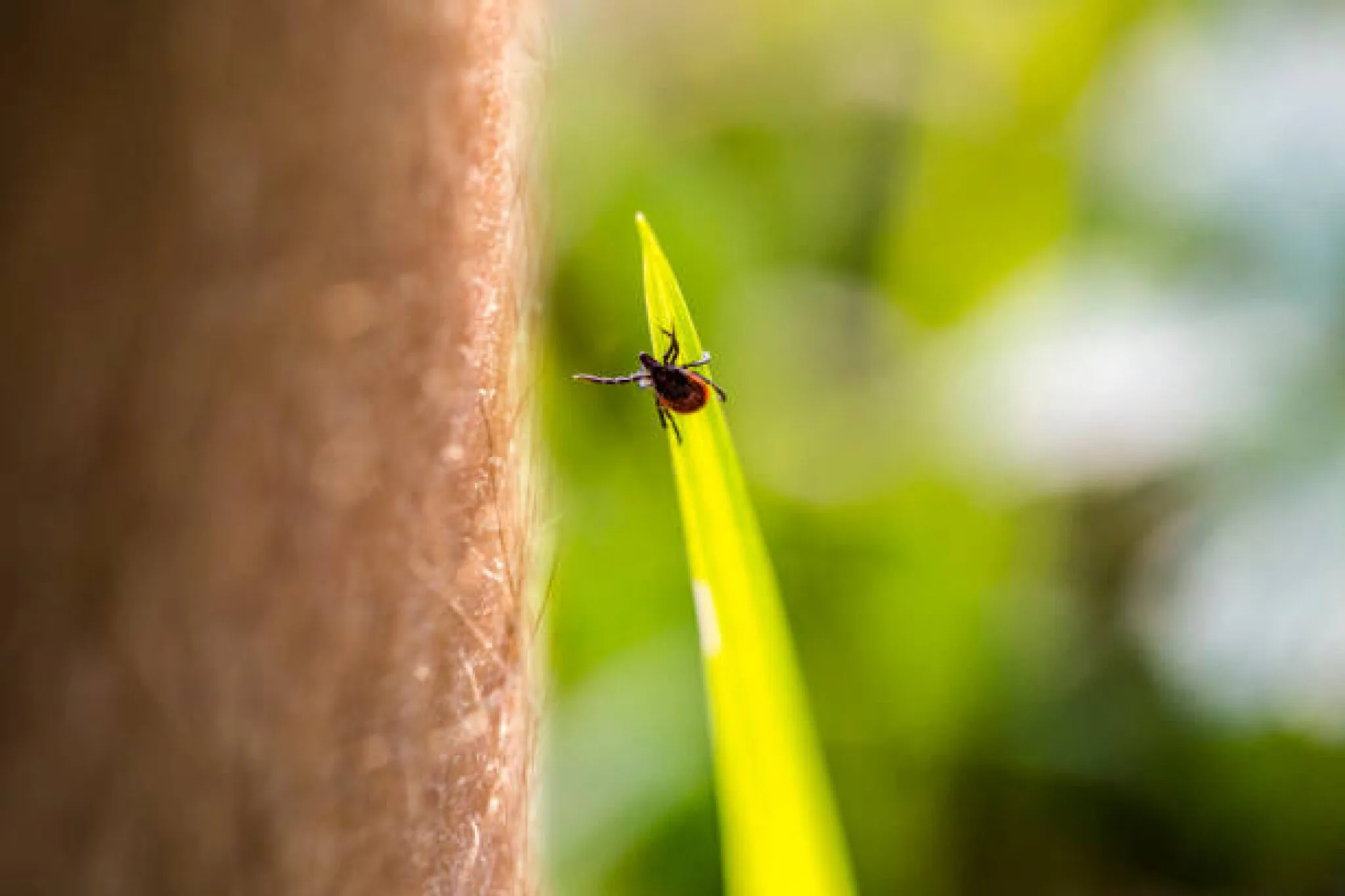 Tick Talk - GOES Health Blog