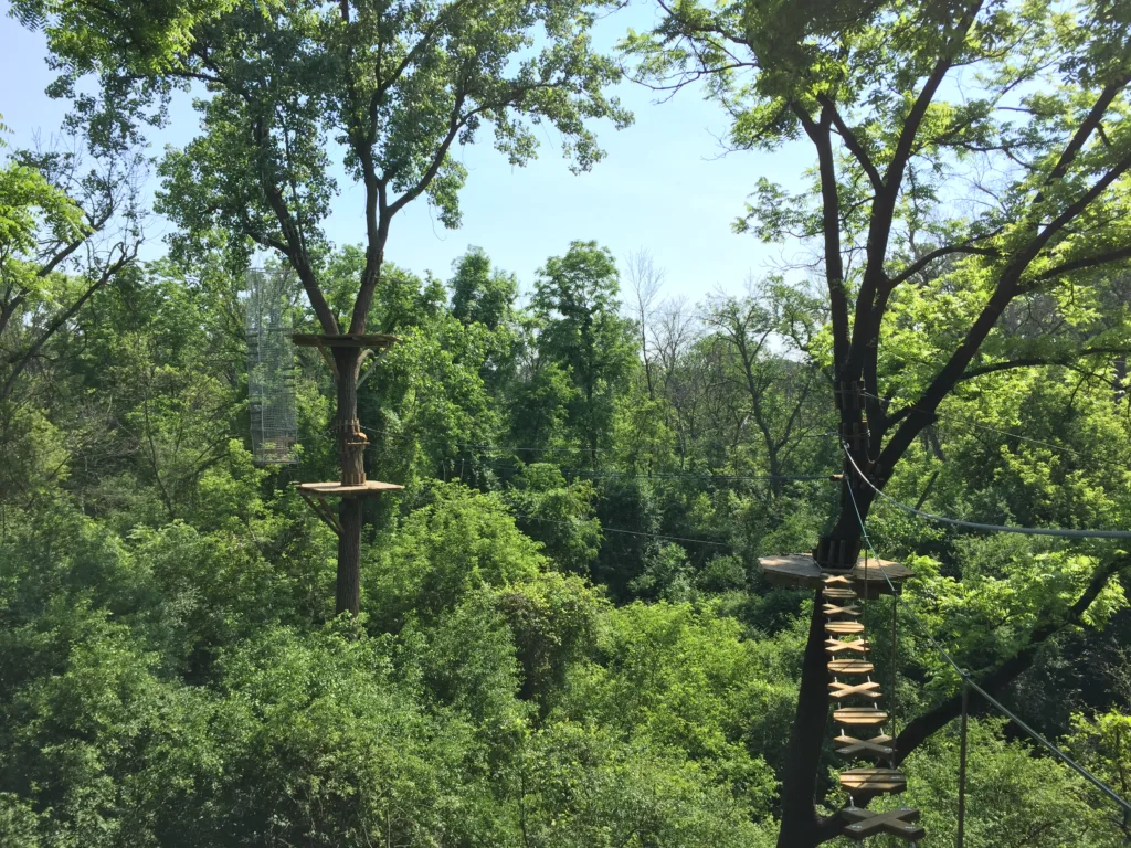 Rooted in Nature: Where Every Go Ape Adventure Begins