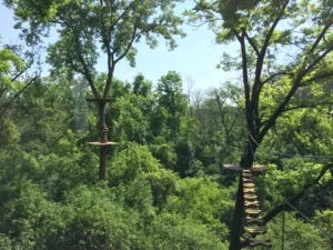 Rooted in Nature: Where Every Go Ape Adventure Begins